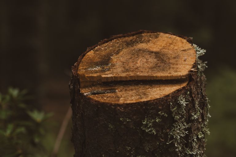 Freshly ground tree stump and wood chips in a Georgia yard