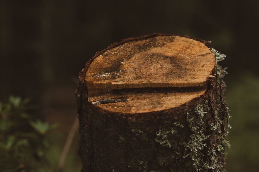 Freshly ground tree stump and wood chips in a Marietta Georgia yard