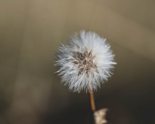 Free Detailed macro shot of a dandelion seed head with soft, fluffy texture on a blurred background. Stock Photo