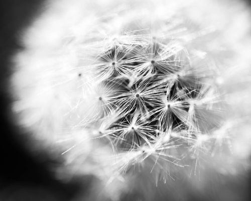 Free Detailed black and white close-up of a dandelion seed head highlighting intricate details. Stock Photo