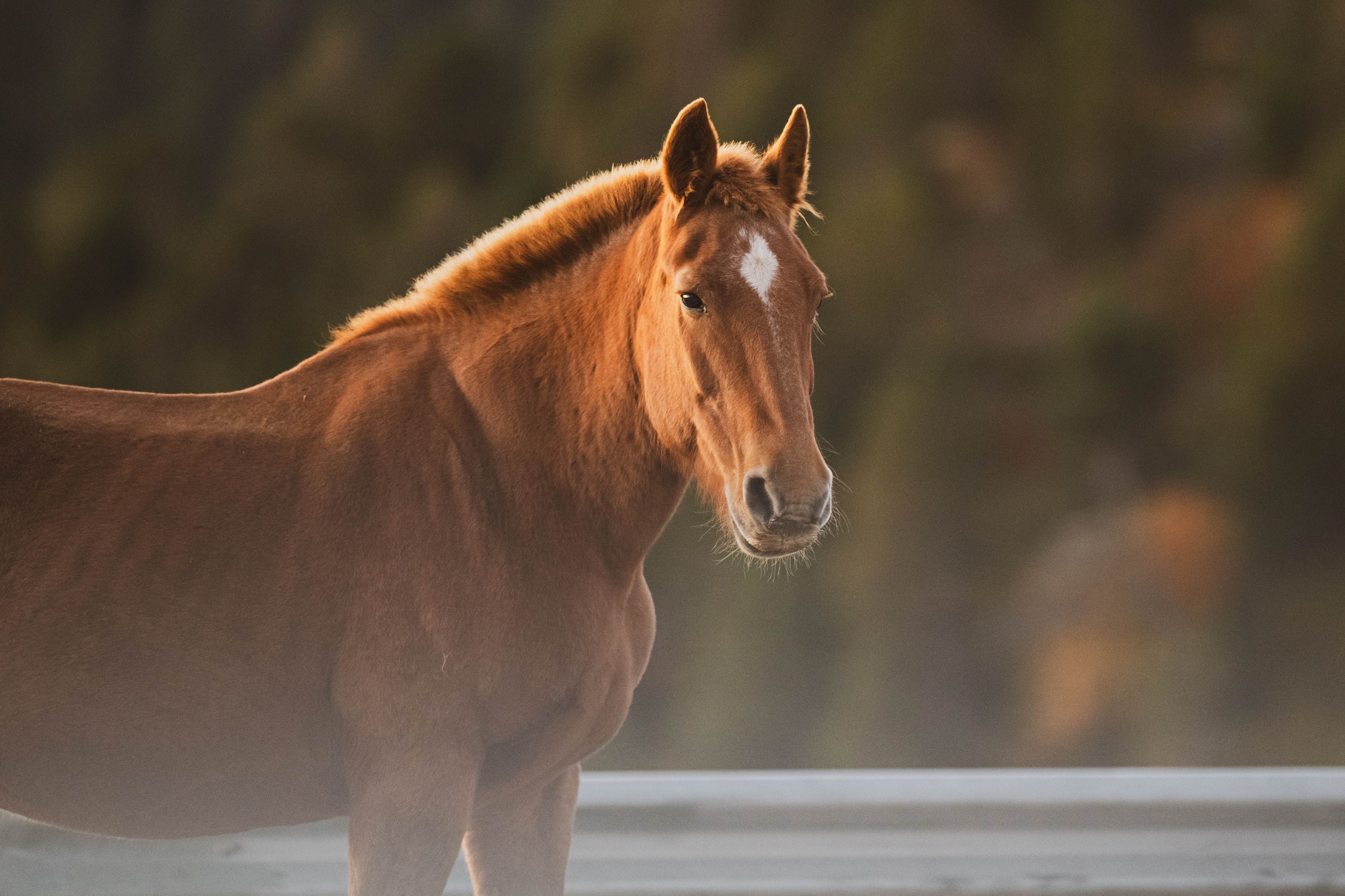Majestic Brown Horse in Sunlit Landscape · Free Stock Photo