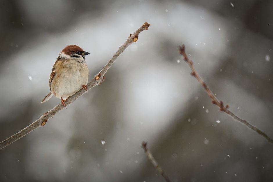 Eurasian tree sparrow perched on a snowy branch during a serene winter snowfall.