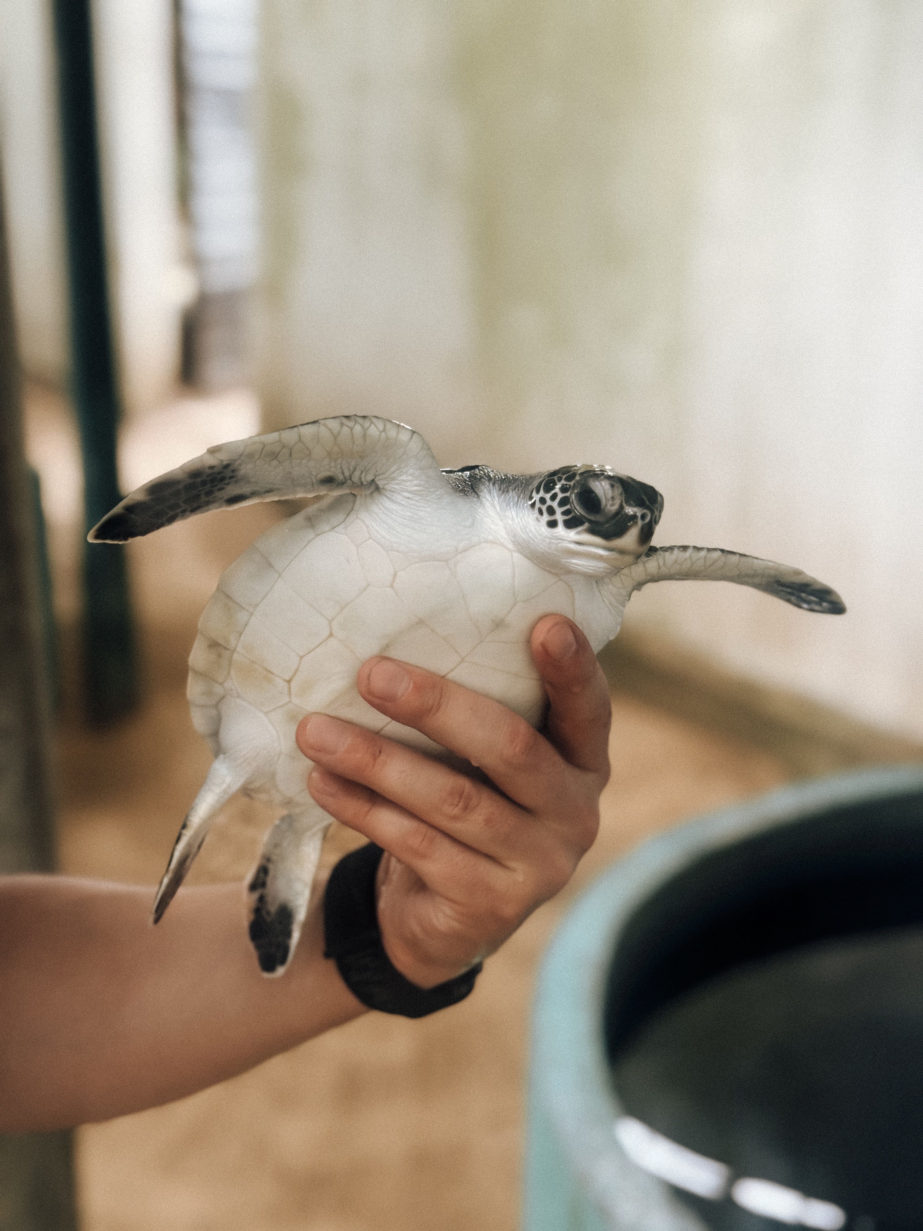 Hand holding a baby sea turtle in a conservation facility in Sri Lanka.