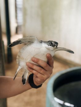Hand holding a baby sea turtle in a conservation facility in Sri Lanka.