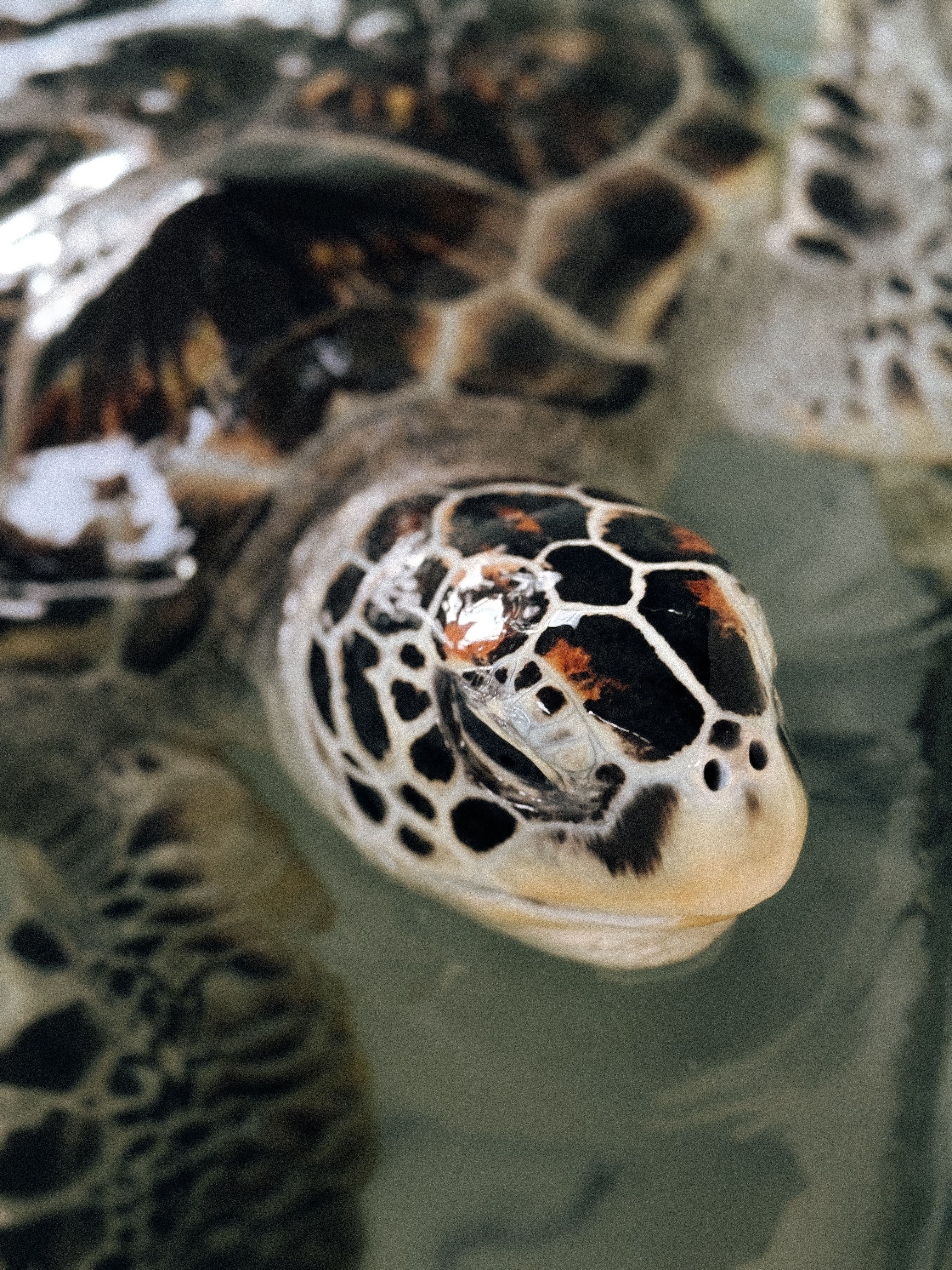 Turtle