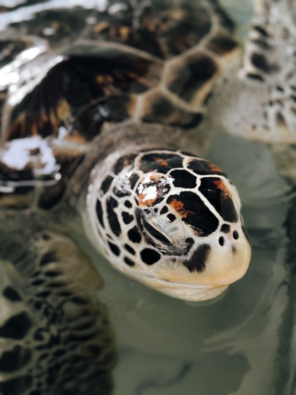 Turtle