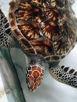 High-angle view of a sea turtle in clear water, showcasing its patterned shell.