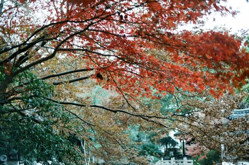 Free Beautiful red and brown autumn maple leaves in a serene garden setting, capturing nature's seasonal beauty. Stock Photo