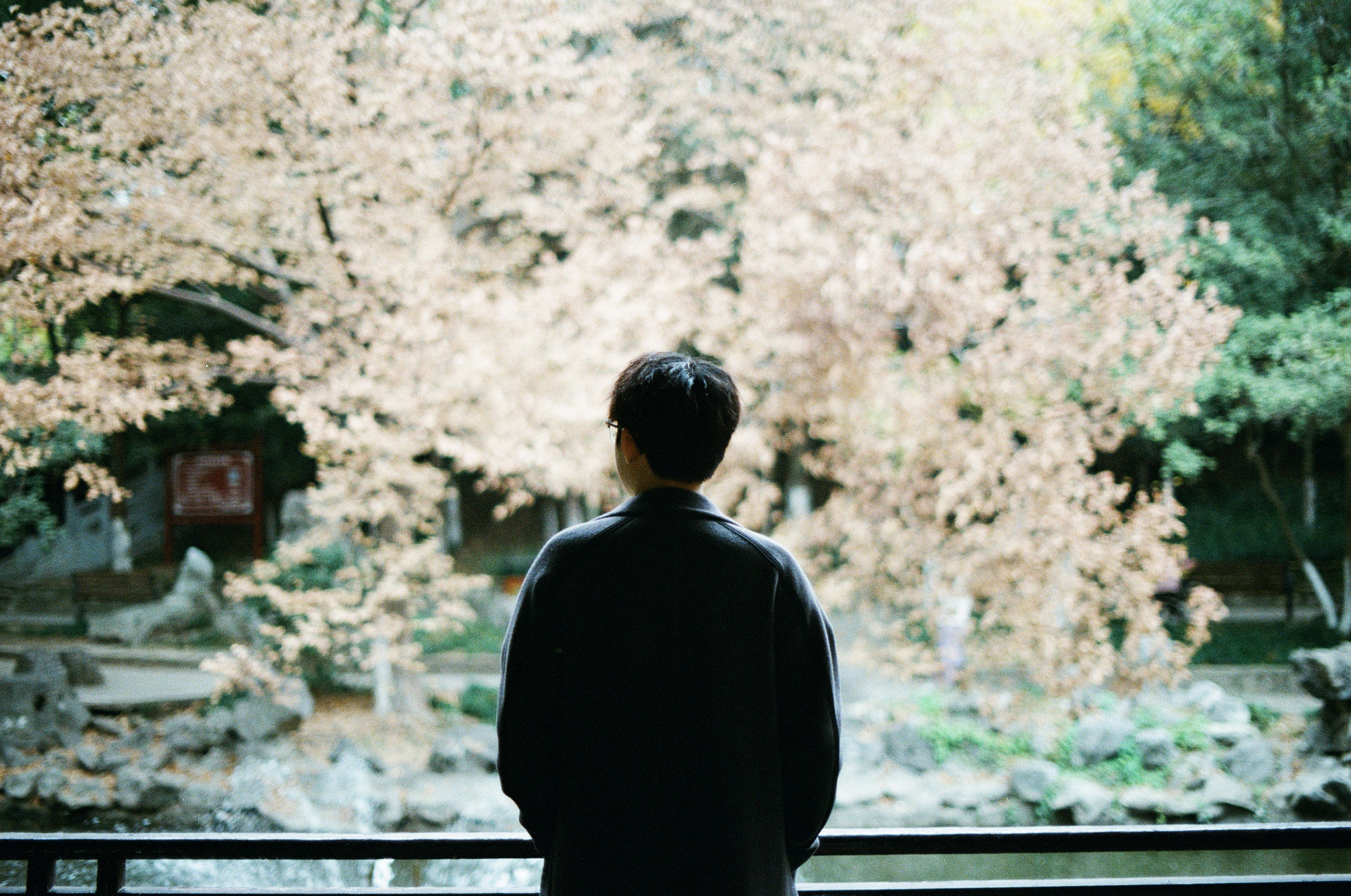 A person standing among autumn trees in a park and observing the surroundings