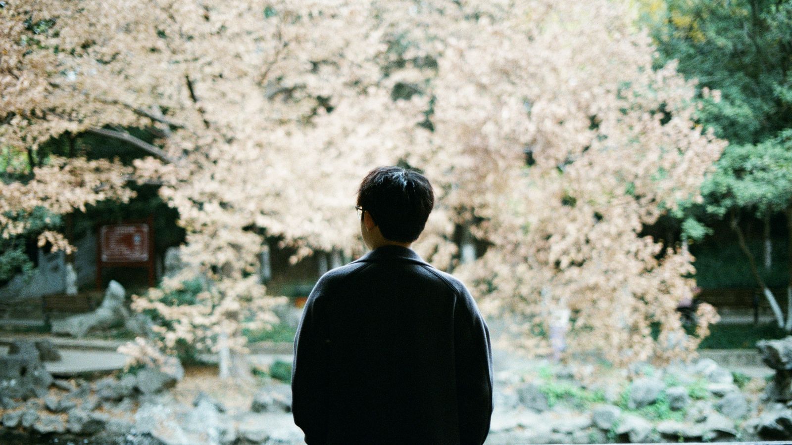 A person standing among autumn trees in a park and observing the surroundings