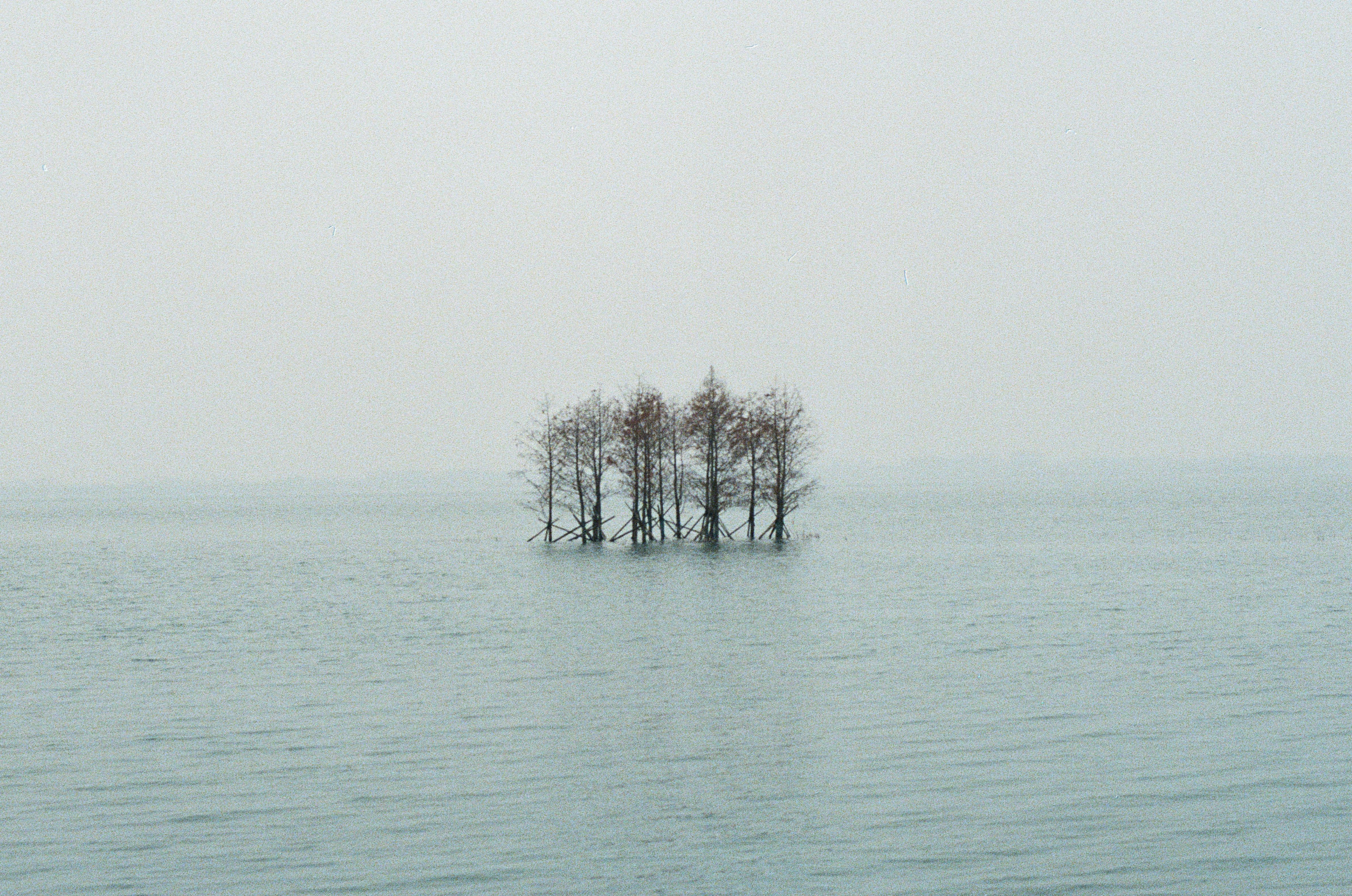 Solitary Trees in Misty Lake Landscape · Free Stock Photo