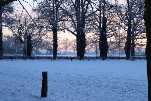 Free A tranquil winter scene with snow-covered trees at sunrise, emitting a peaceful ambiance. Stock Photo