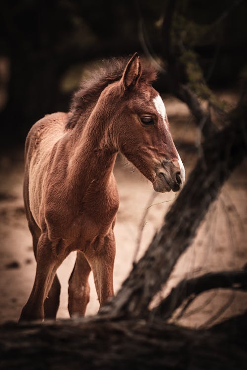 Foto d'estoc gratuïta de animal, cabellera, cavall