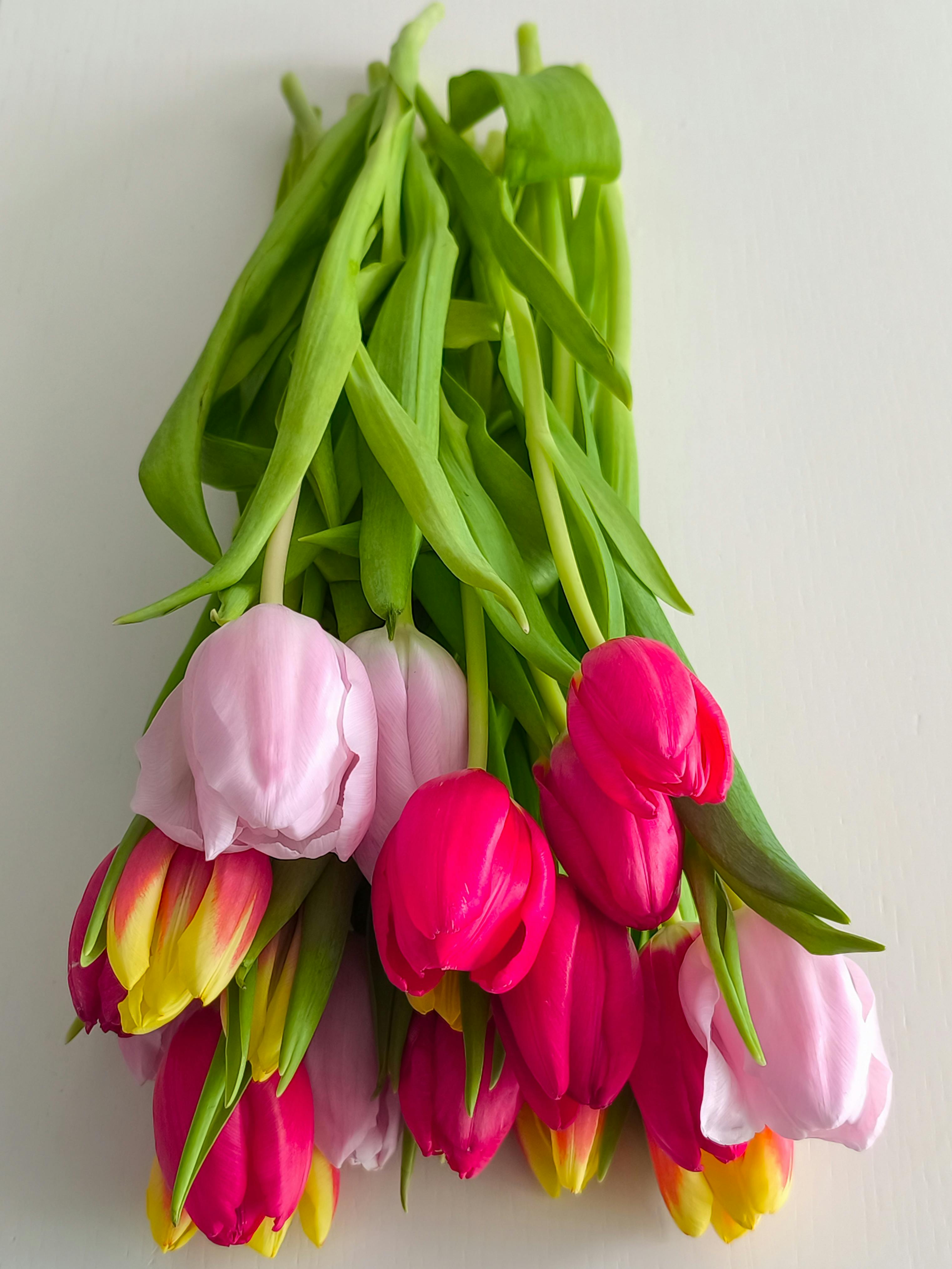 Decoding Fertilizer Labels: Choosing the Right NPK, Organic vs. Synthetic, and Release Type for Your Specific Plant Needs