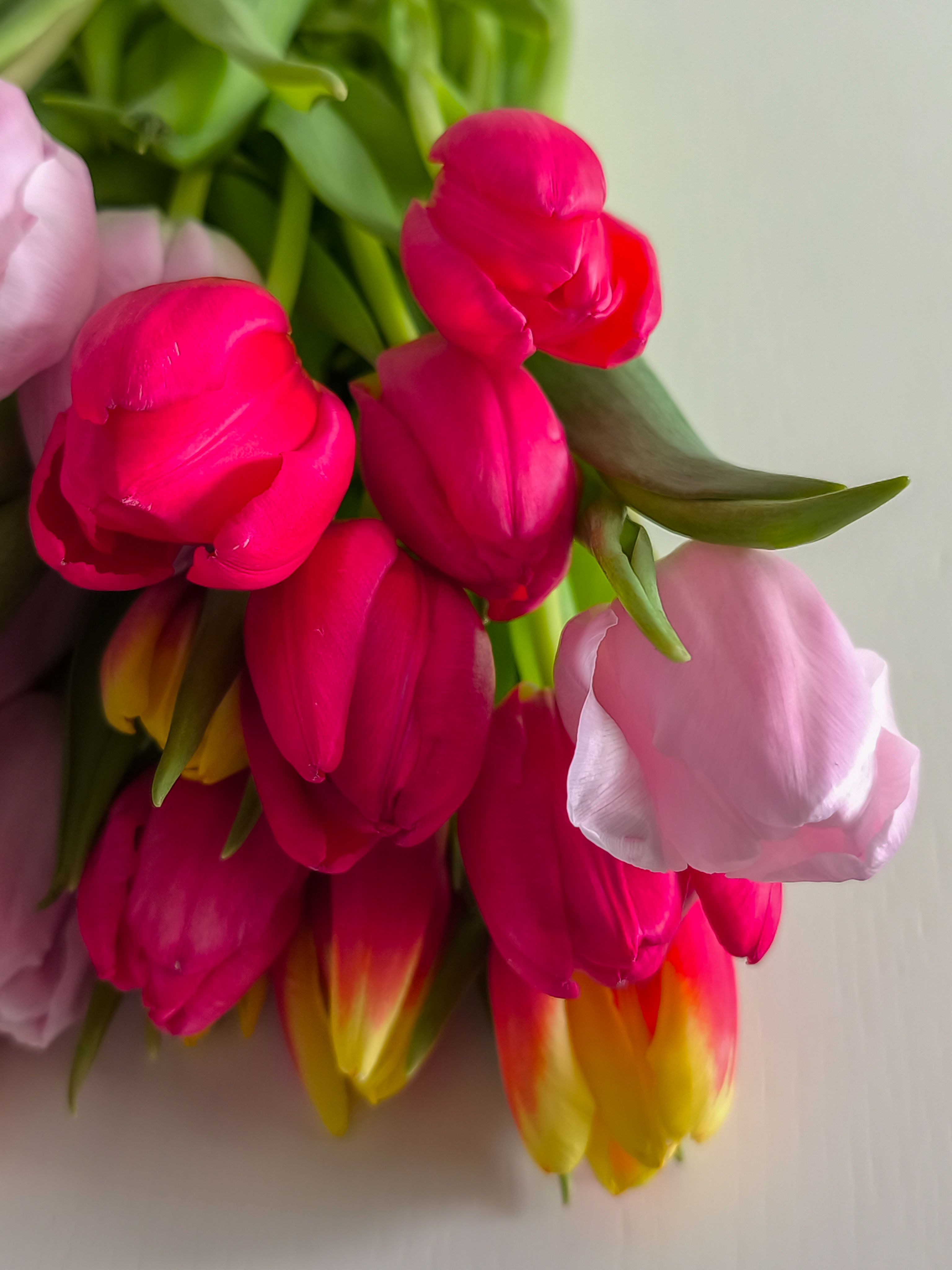 Vibrant Spring Tulip Bouquet Close-up · Free Stock Photo