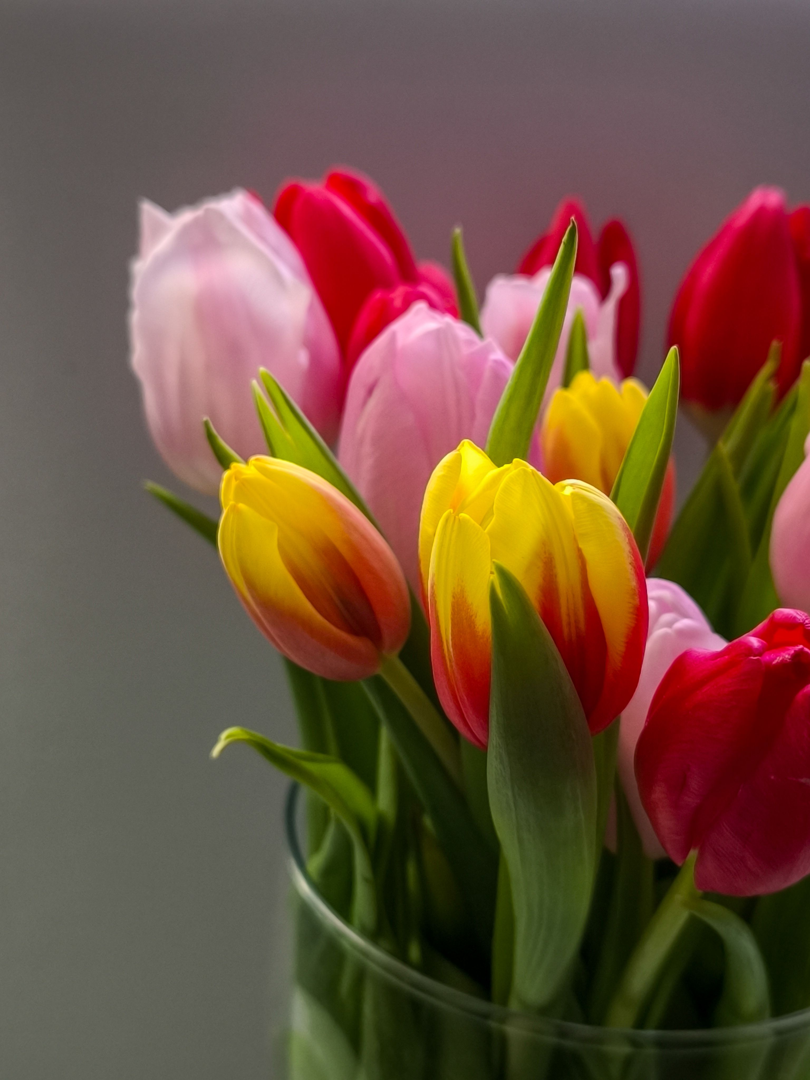 Tulips in several colours