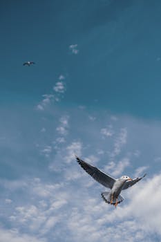Two seagulls gracefully flying in a clear blue sky, showcasing aerial freedom.