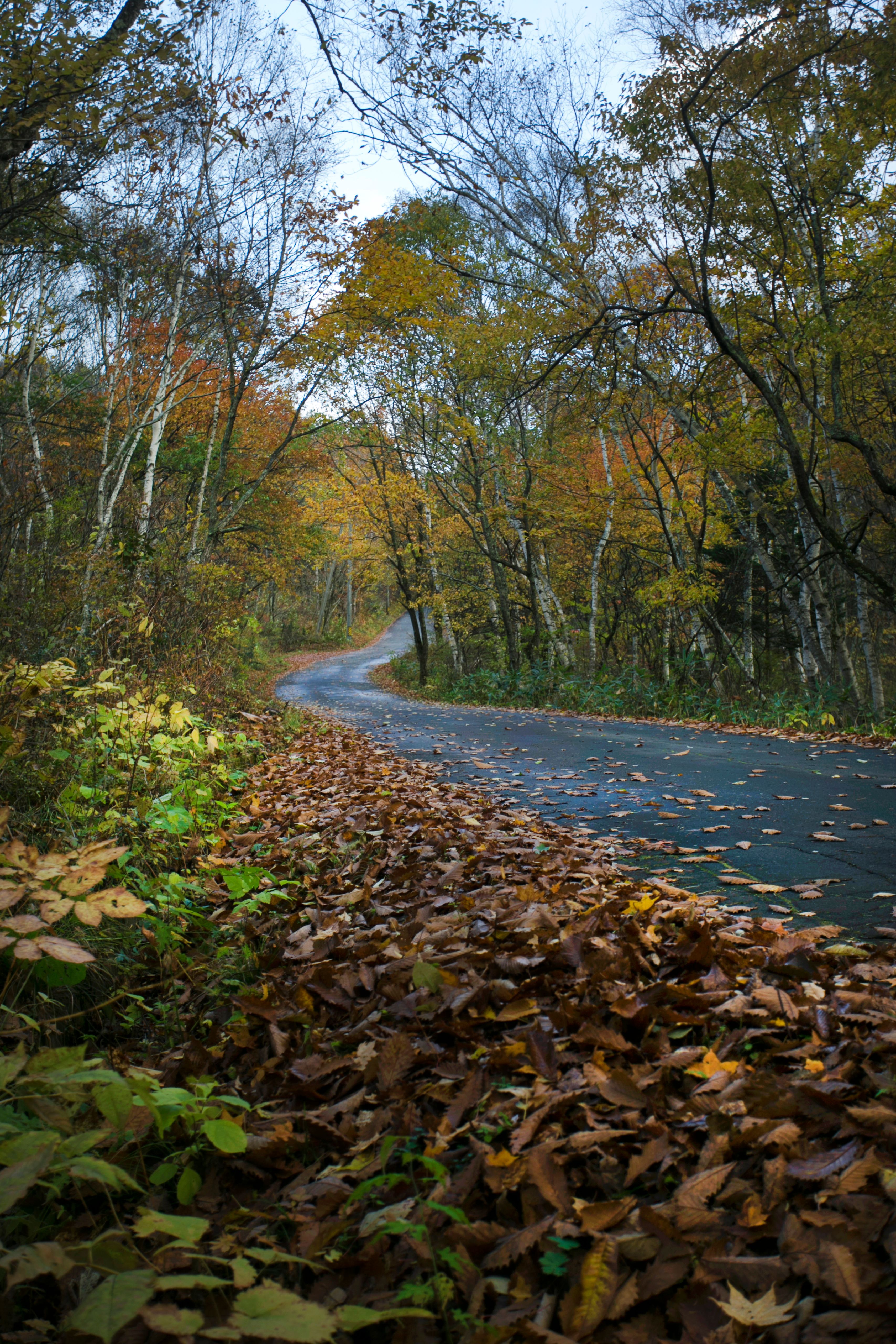 Serene Autumn Road with Fallen Leaves · Free Stock Photo