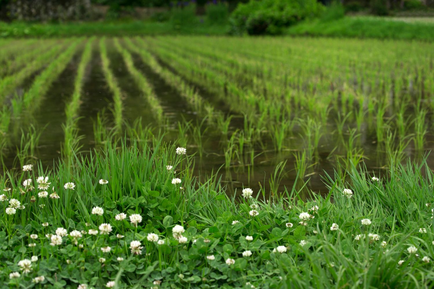 Rice Garden Photos, Download The BEST Free Rice Garden Stock Photos ...