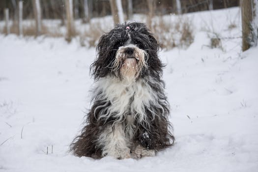 I cani sentono freddo? Come capirlo e cosa fare