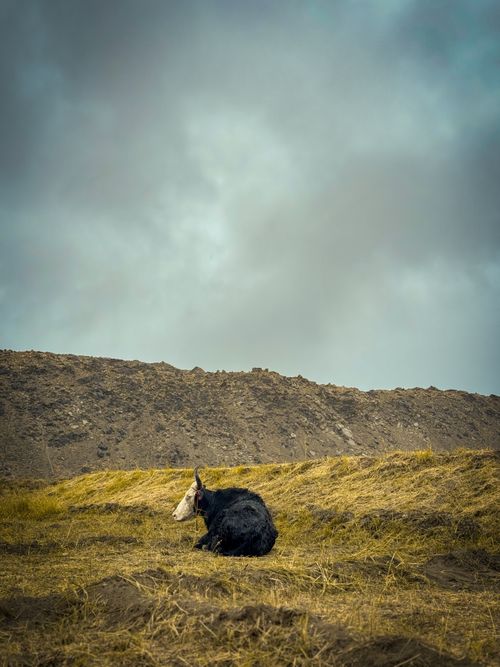 Free A solitary yak sits peacefully on a grassy field against the backdrop of Gilgit-Baltistan's rugged landscape. Stock Photo