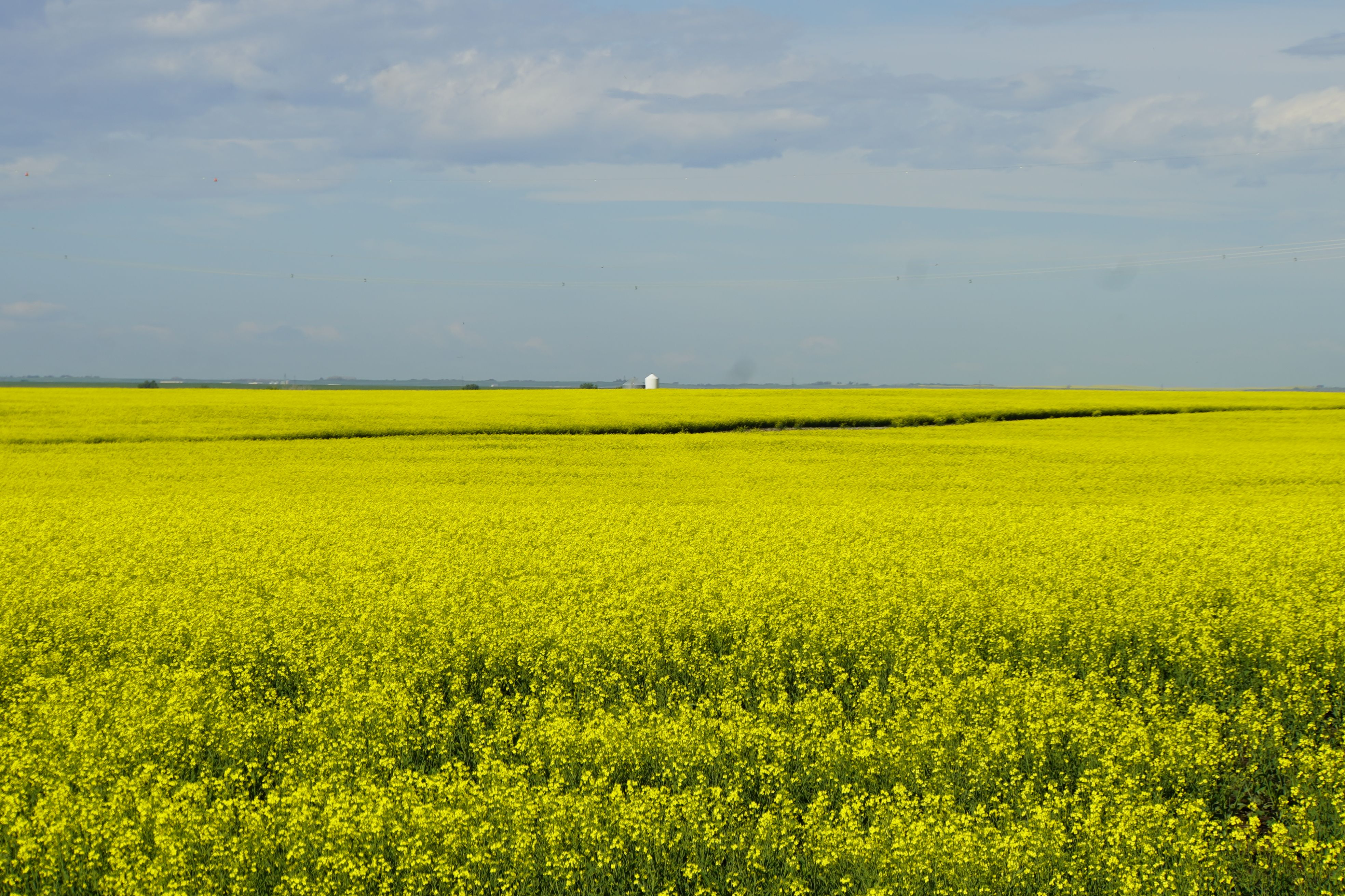 Wide canola field under a prairie sky near rural Strathcona County, typical of entry-level acreage land outside Edmonton