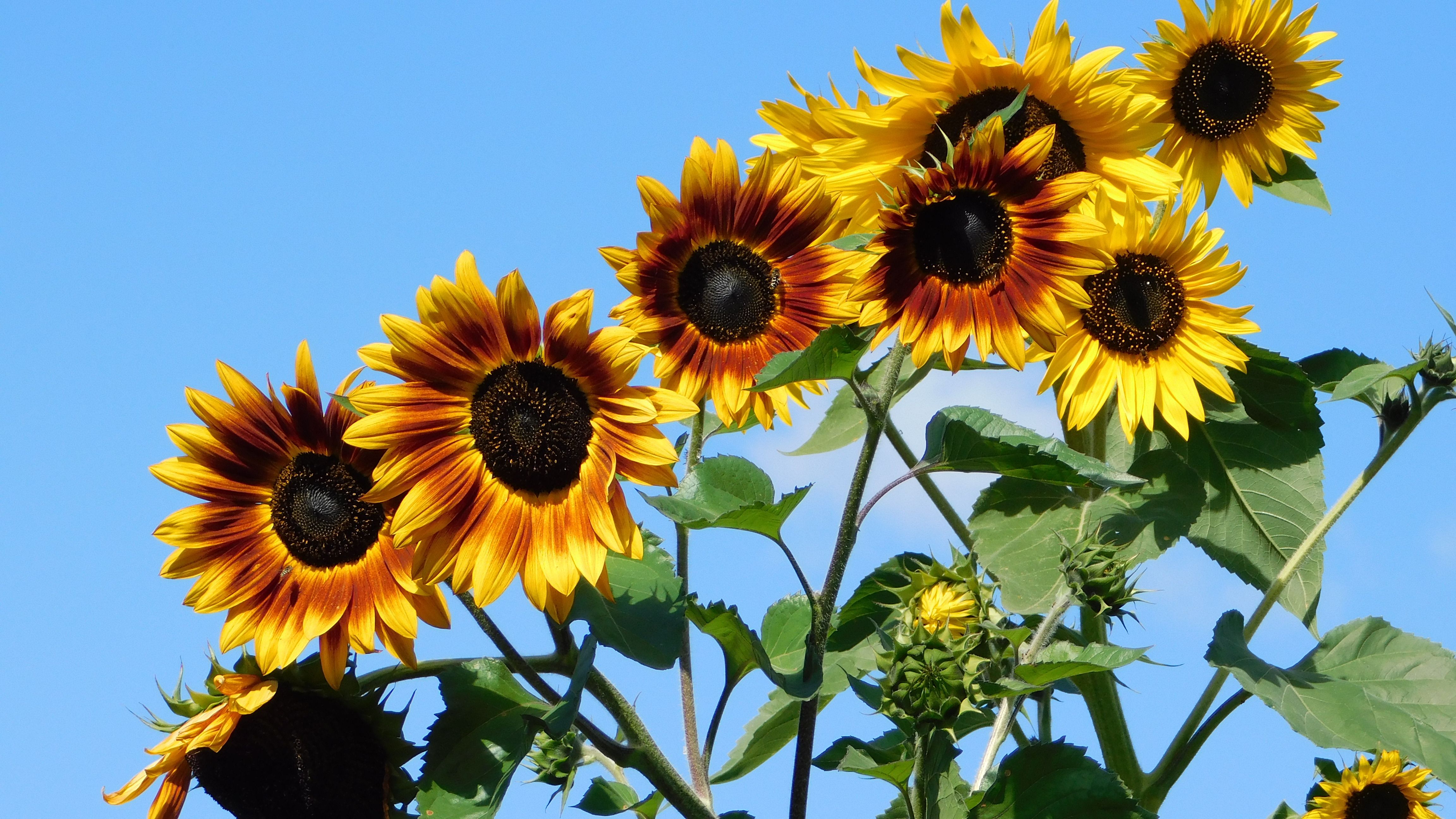 Vibrant Sunflowers Against a Clear Blue Sky · Free Stock Photo