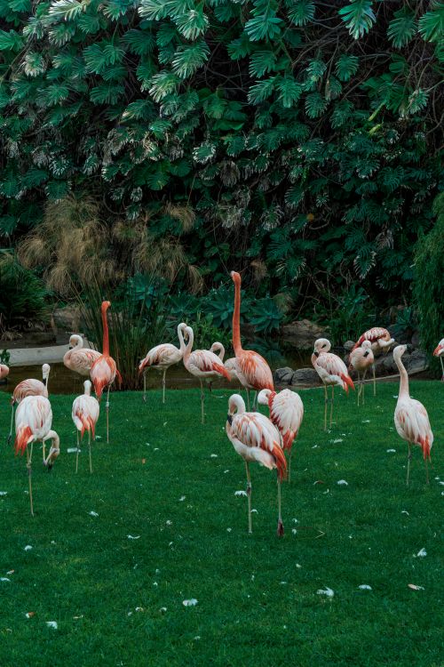 Free A lively flock of flamingos stands gracefully on lush green grass surrounded by dense foliage. Stock Photo