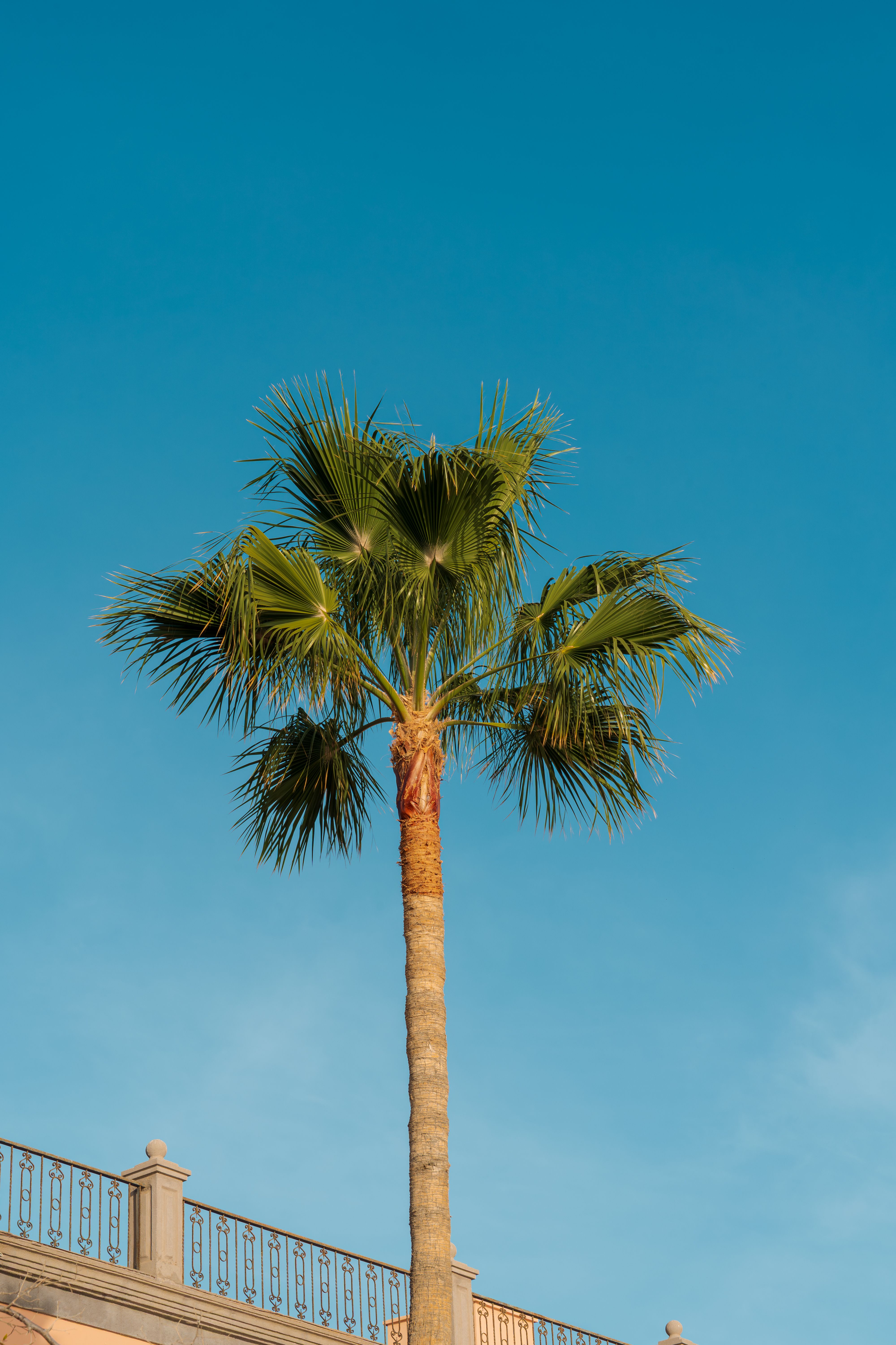 A vibrant palm tree stands tall against a clear, bright blue sky, emanating a sense of warmth and tranquility.