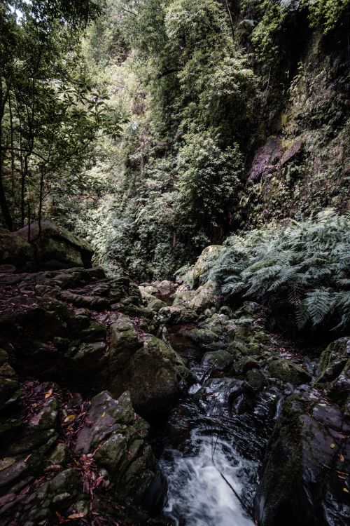 Free Captivating forest stream in Madeira, showcasing lush greenery and rocks. Stock Photo