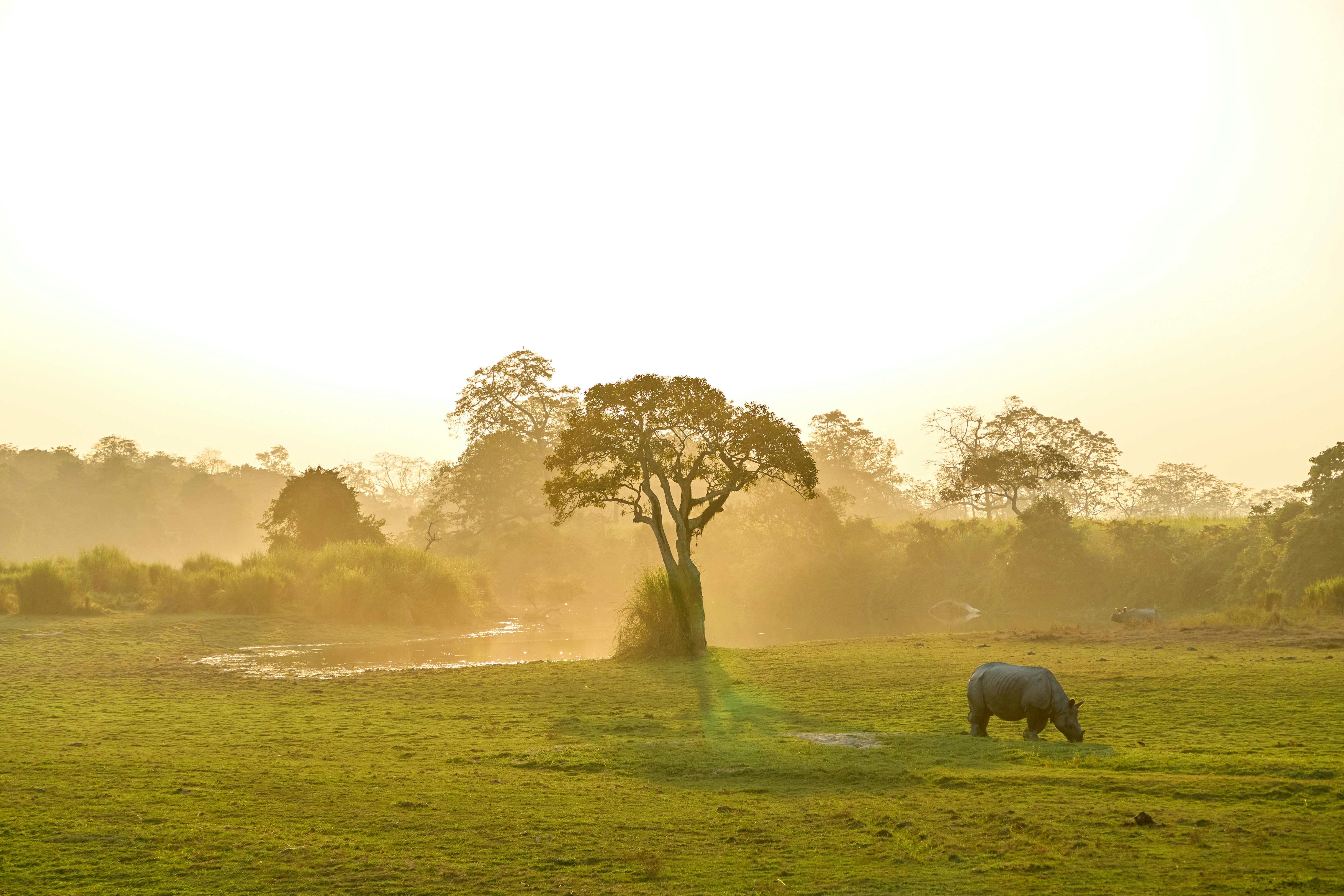 Kaziranga National Park