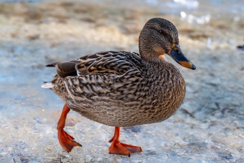 Free A vibrant Mallard duck walking on ice in Kranjska Gora, Slovenia. Stock Photo