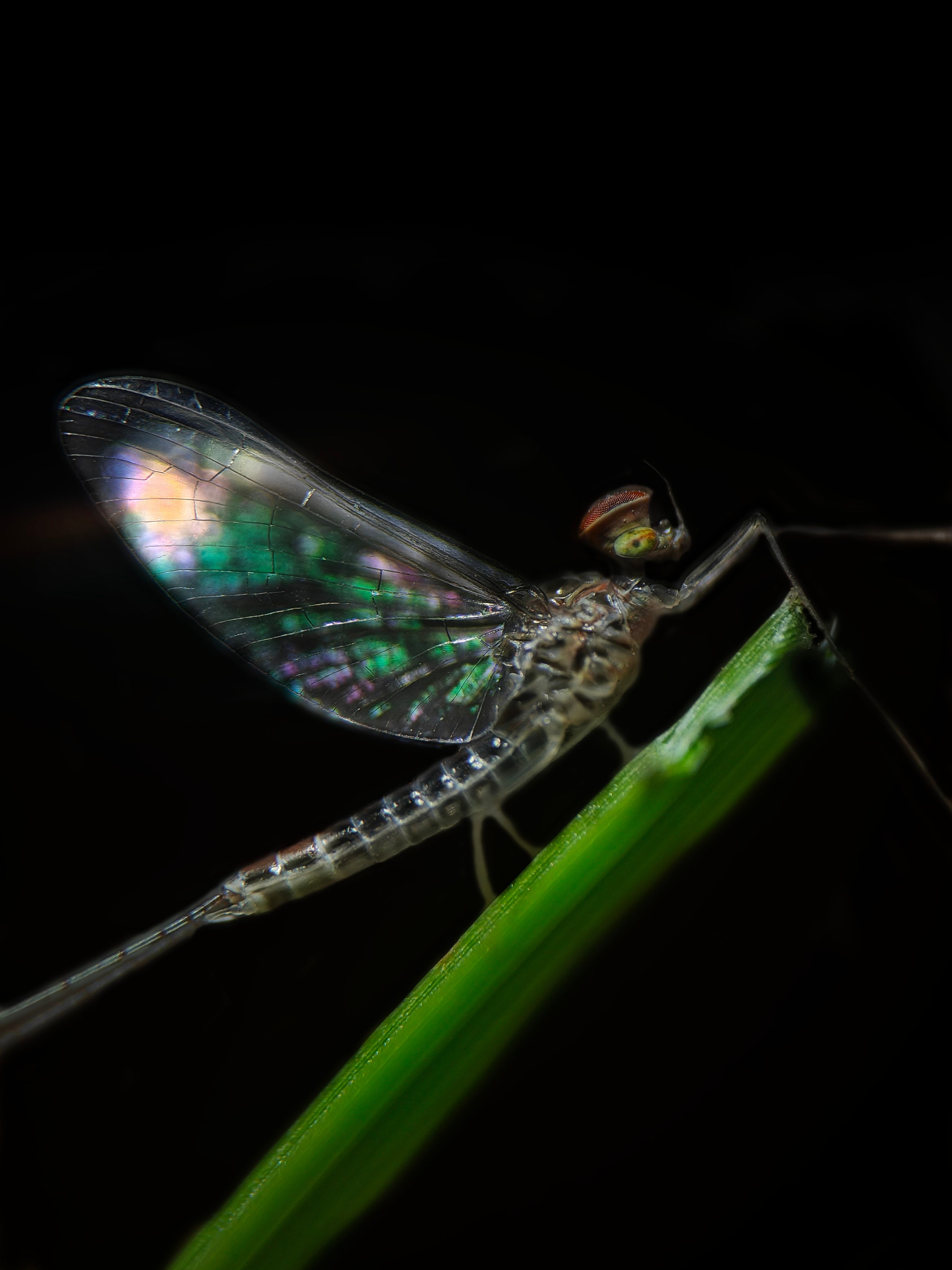 Detailed close-up of a dragonfly with iridescent wings perched on a leaf against a black background.