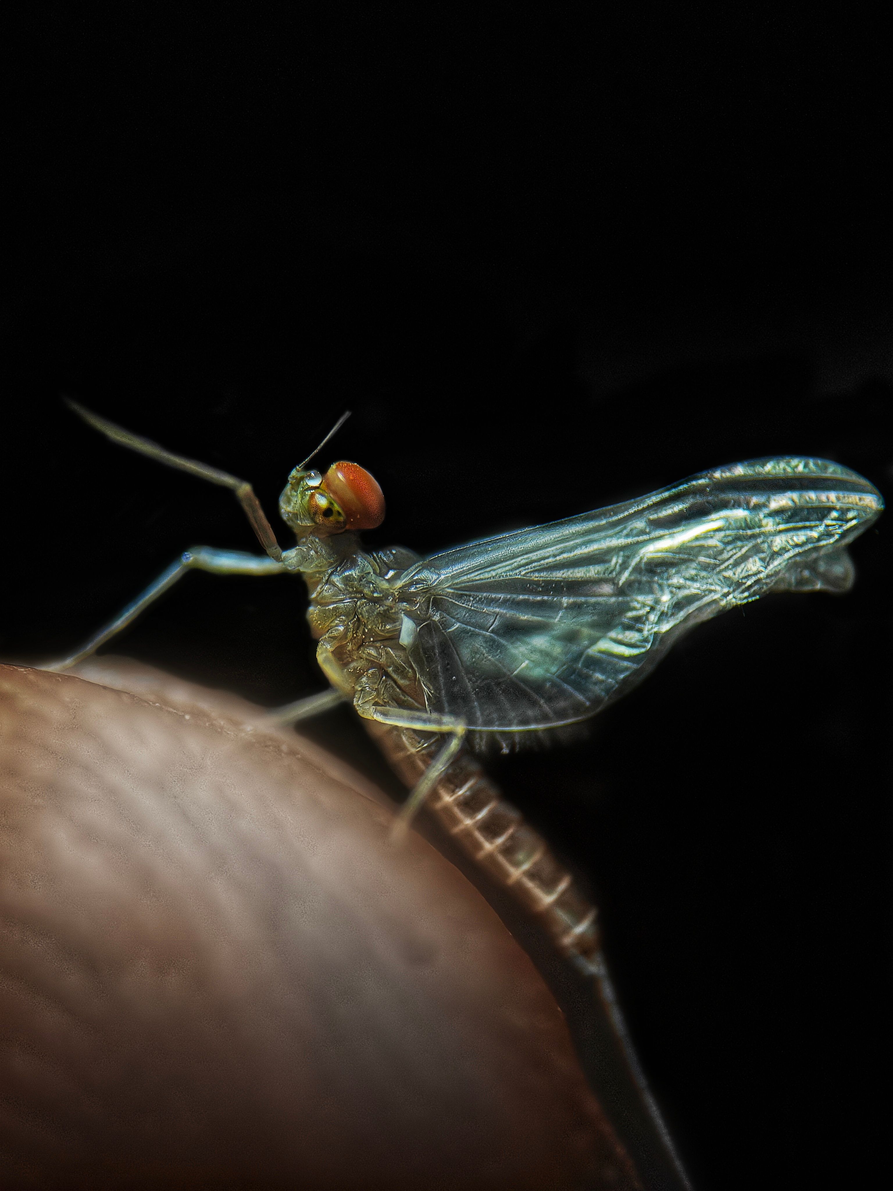 Close-up of Insect under Microscope · Free Stock Photo