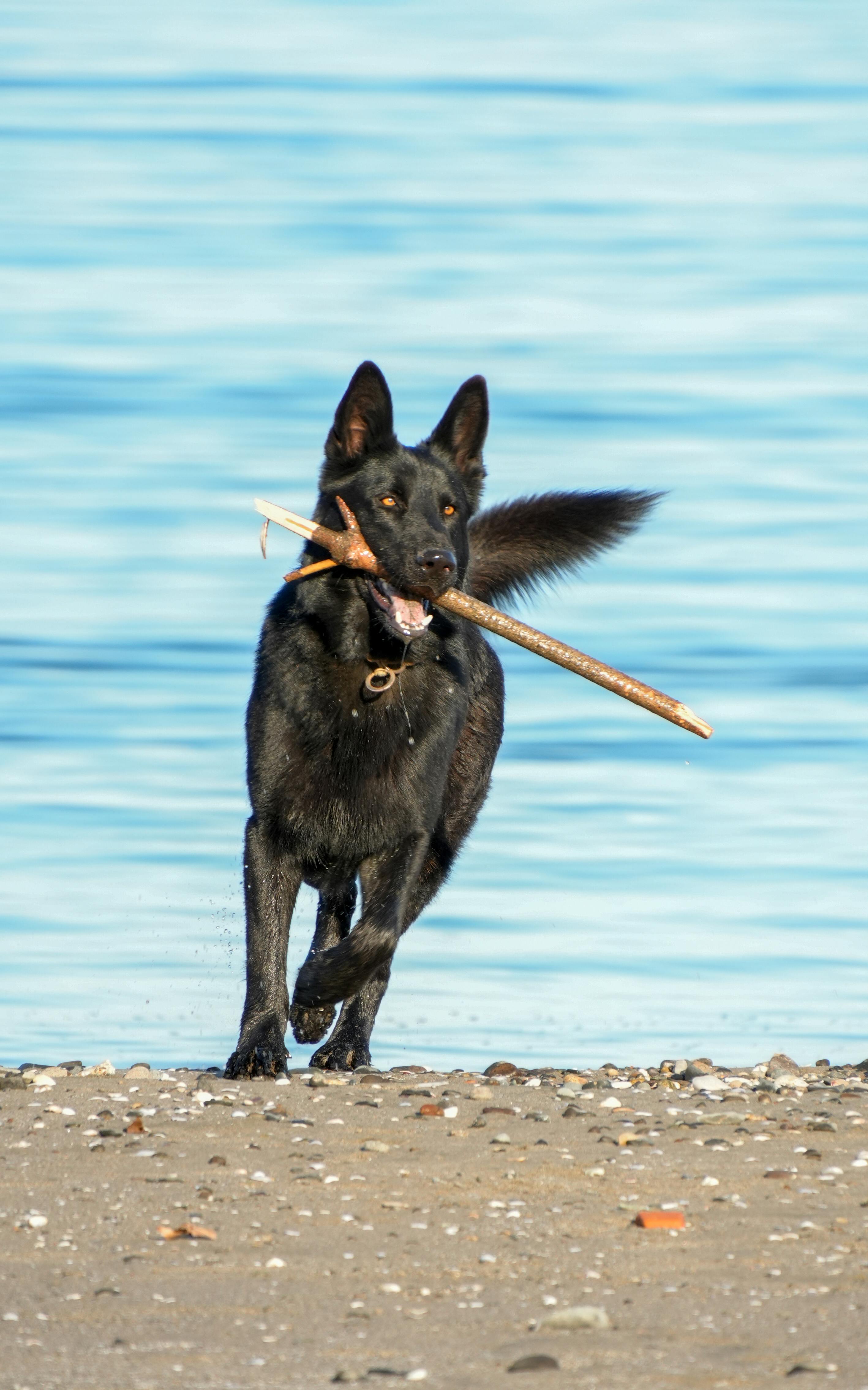 Exploring the Versatility of‍ the Cuisinart Smartest Stick in your Kitchen