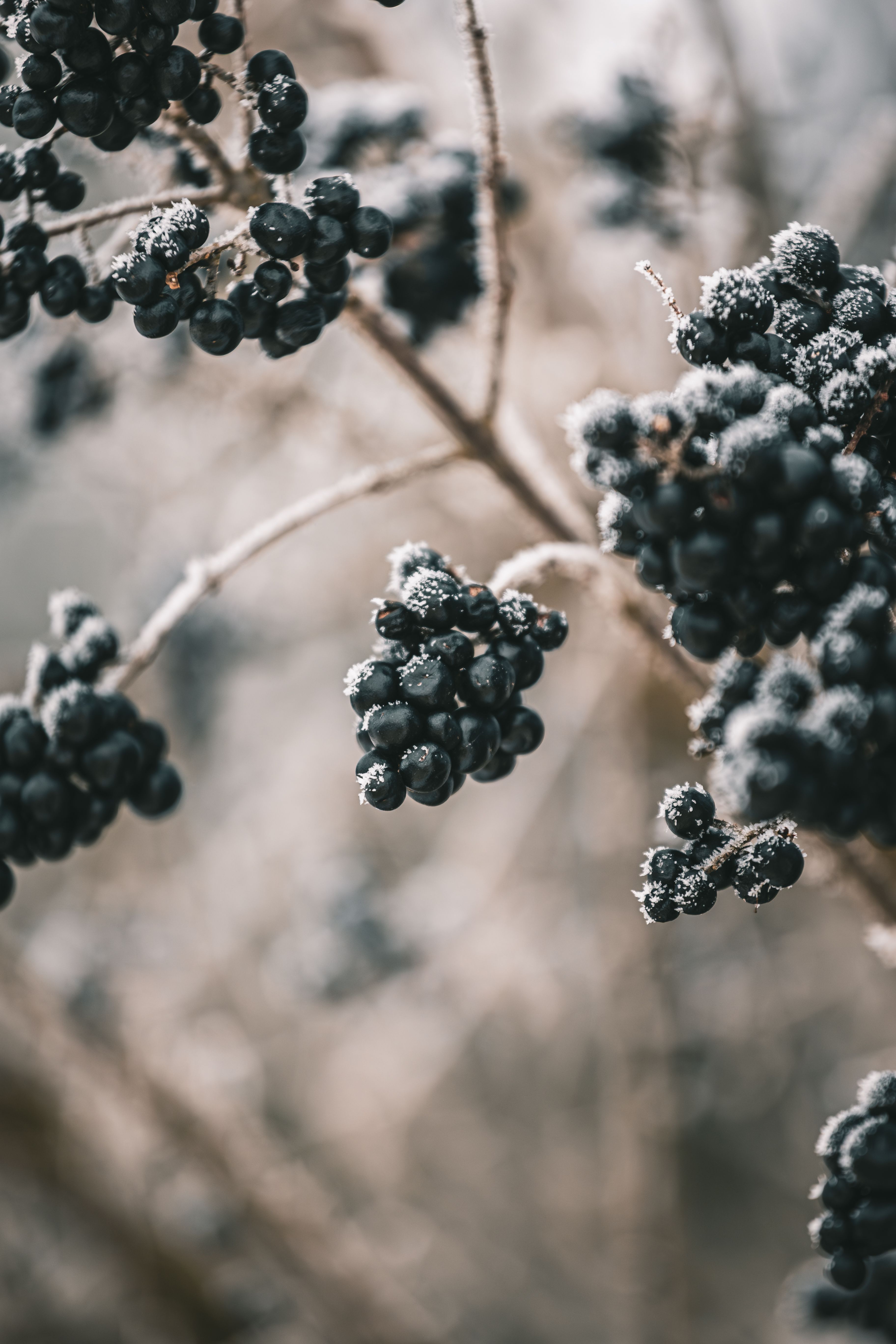Close-up of frosted black berries on a branch in winter's muted tones.