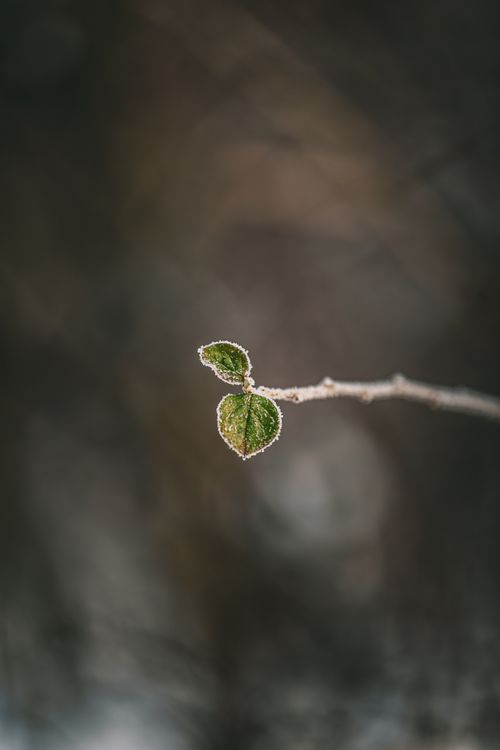 Free A delicate close-up of frosty green leaves on a branch with a blurred background, capturing winter's beauty. Stock Photo