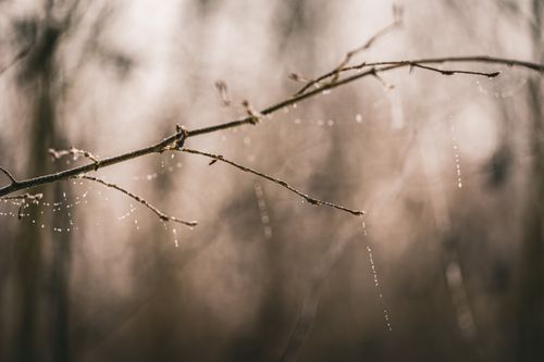 Free Close-up of bare tree branch with dew drops during winter. Calm and serene atmosphere. Stock Photo