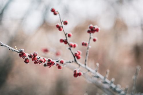Free Close-up of frosted red berries on a branch, evoking a serene winter atmosphere. Stock Photo