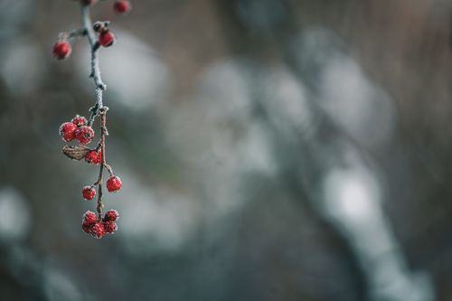 Free Close-up of frost-covered red berries on a branch, capturing the essence of winter. Stock Photo