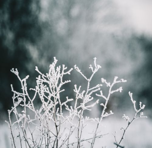 Free Close-up of frost-covered branches in a serene winter landscape, conveying tranquility. Stock Photo