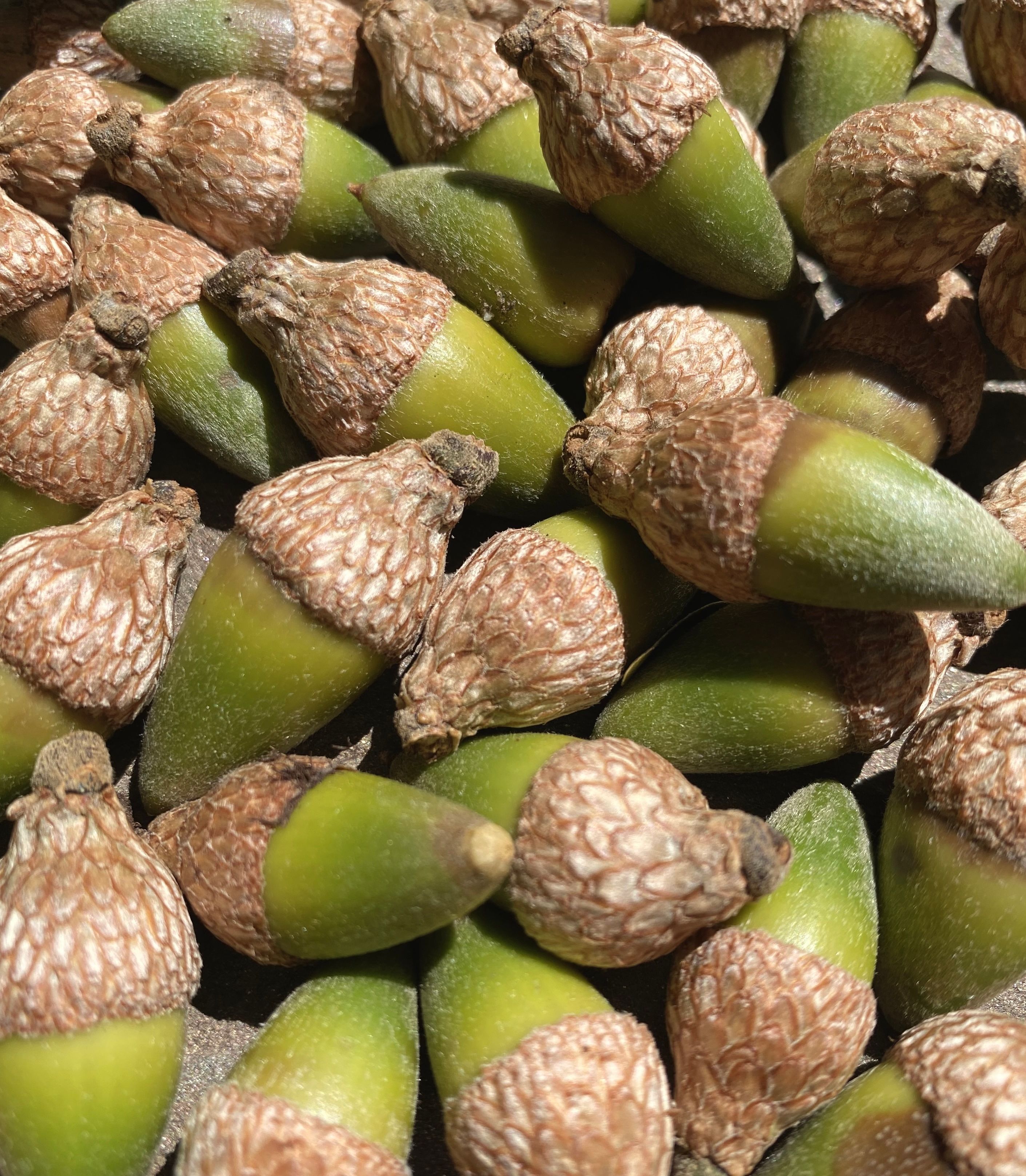 A close-up view of green acorns with textured caps illuminated by natural sunlight.
