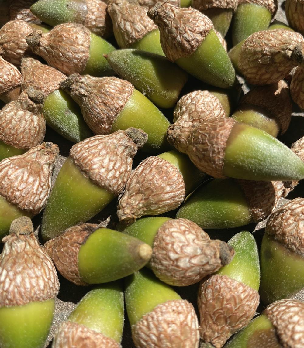 Toasty Nuts and Seeds