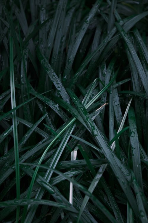 Free Closeup of lush green grass blades with dew drops, creating a fresh and vibrant scene. Stock Photo
