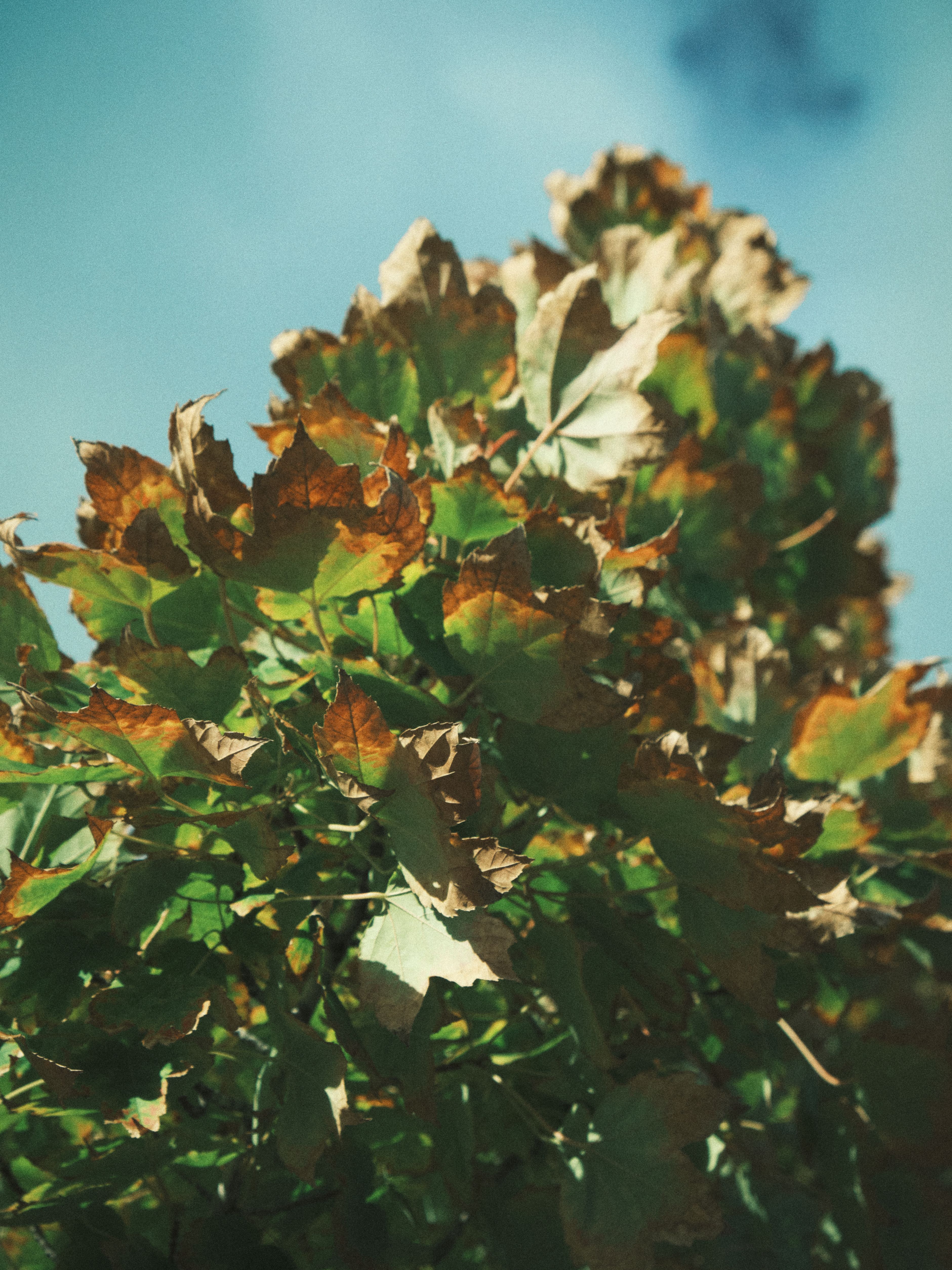 Autumn Leaves Against Clear Blue Sky · Free Stock Photo