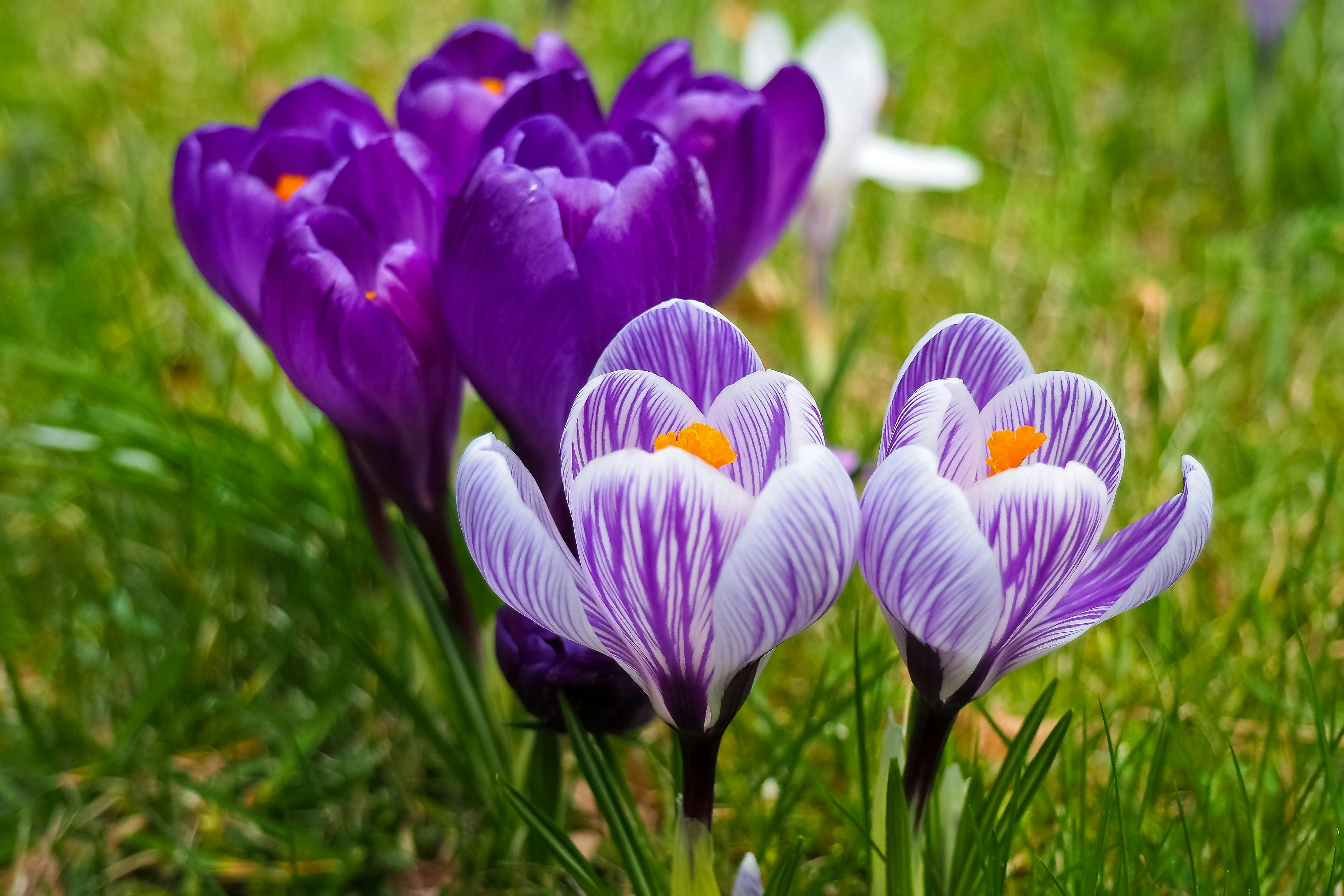 100,000+ Best Purple Flowers Photos · 100% Free Download · Pexels