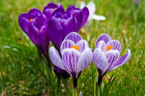Free 紫色的花 Stock Photo
