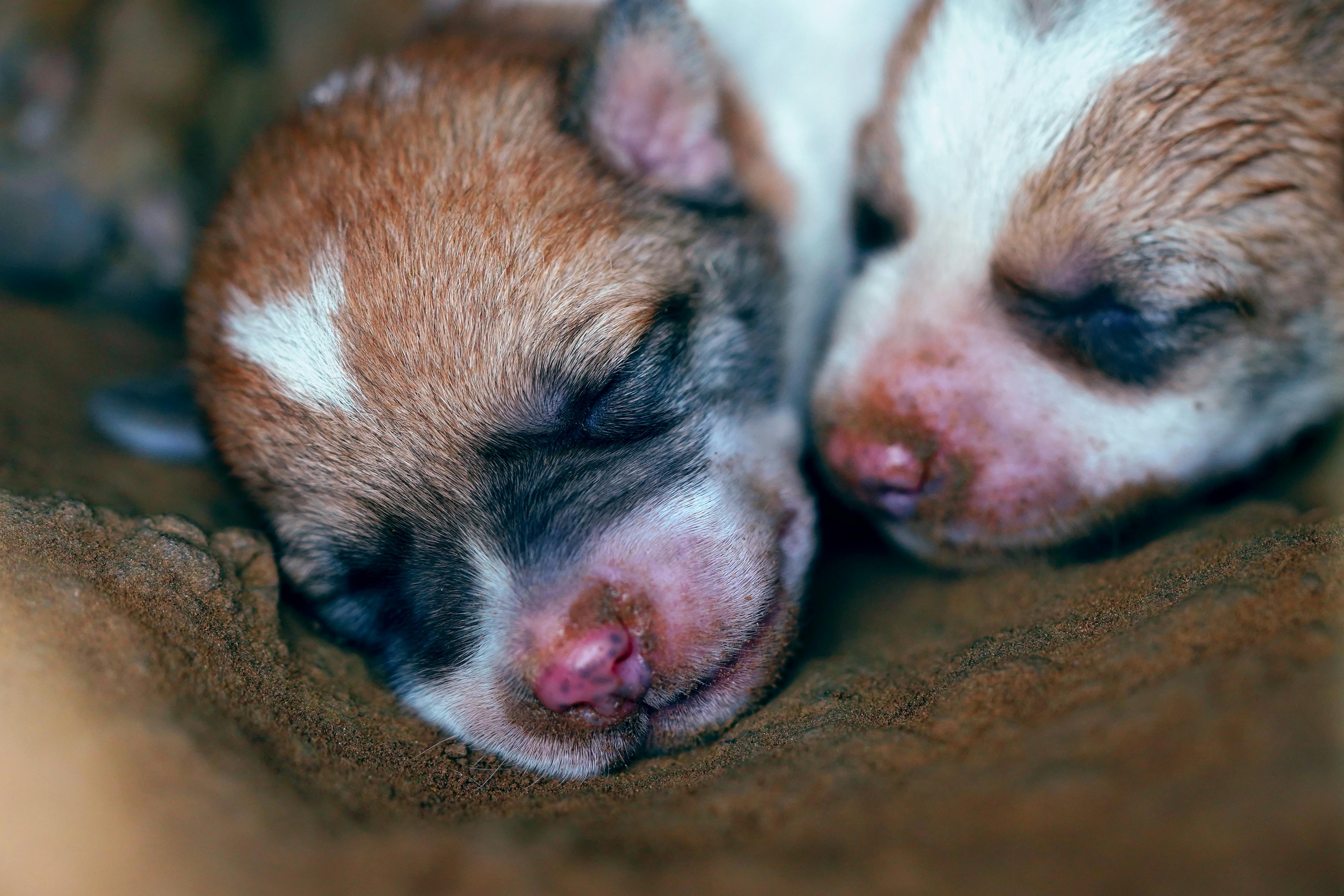 Elanco Animal Health Reports First Quarter 2026 Results — Photo by Ankit Rainloure on Pexels