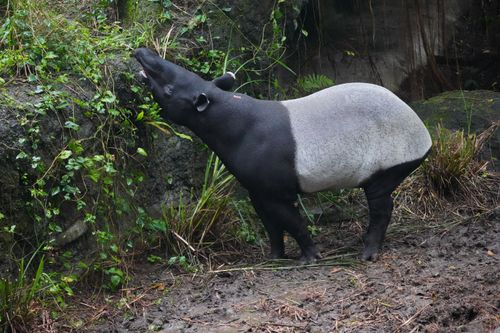 Free A Malayan tapir reaching for greenery, showcasing its natural behavior in a lush, outdoor environment. Stock Photo