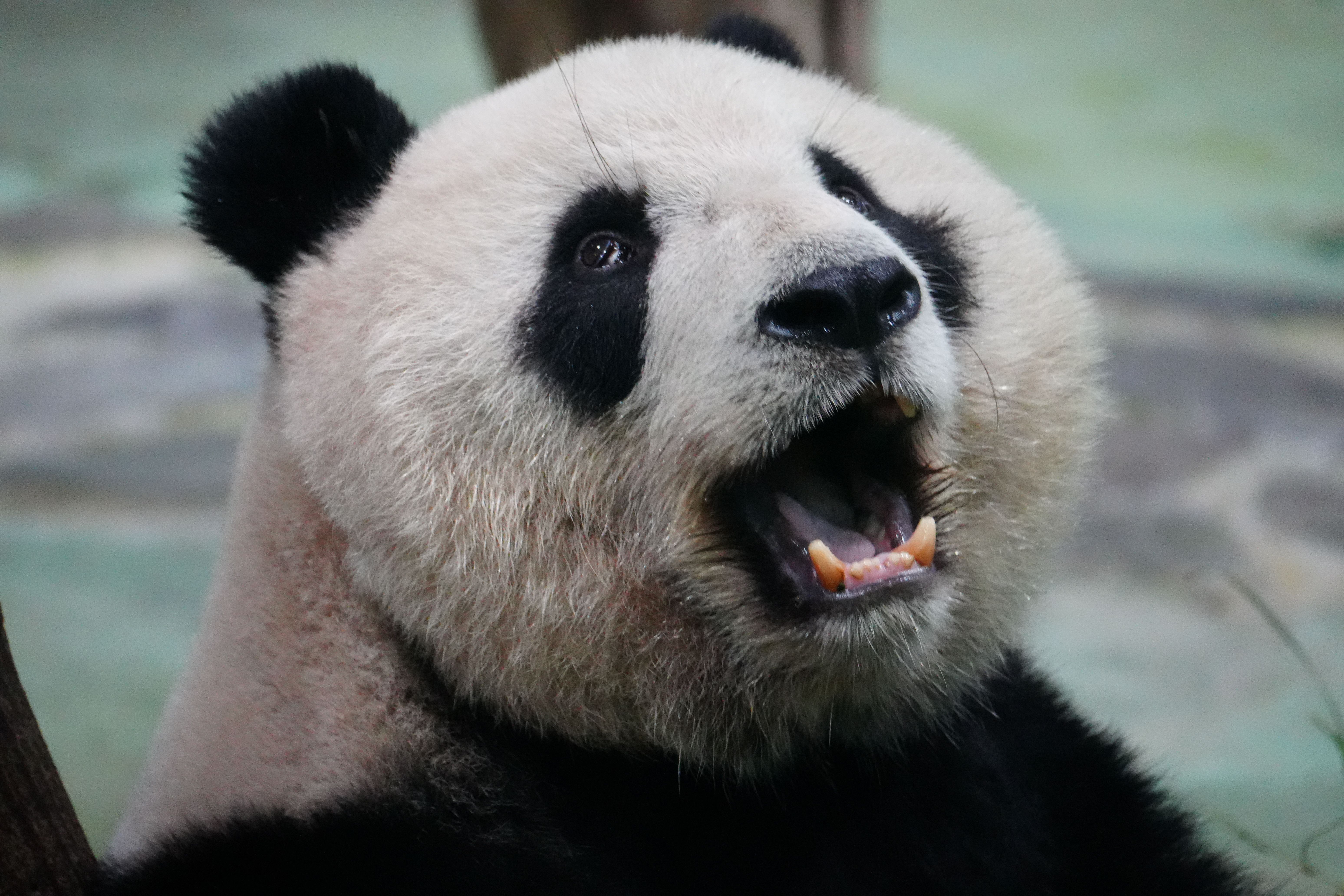 Close-Up of Giant Panda with Open Mouth · Free Stock Photo